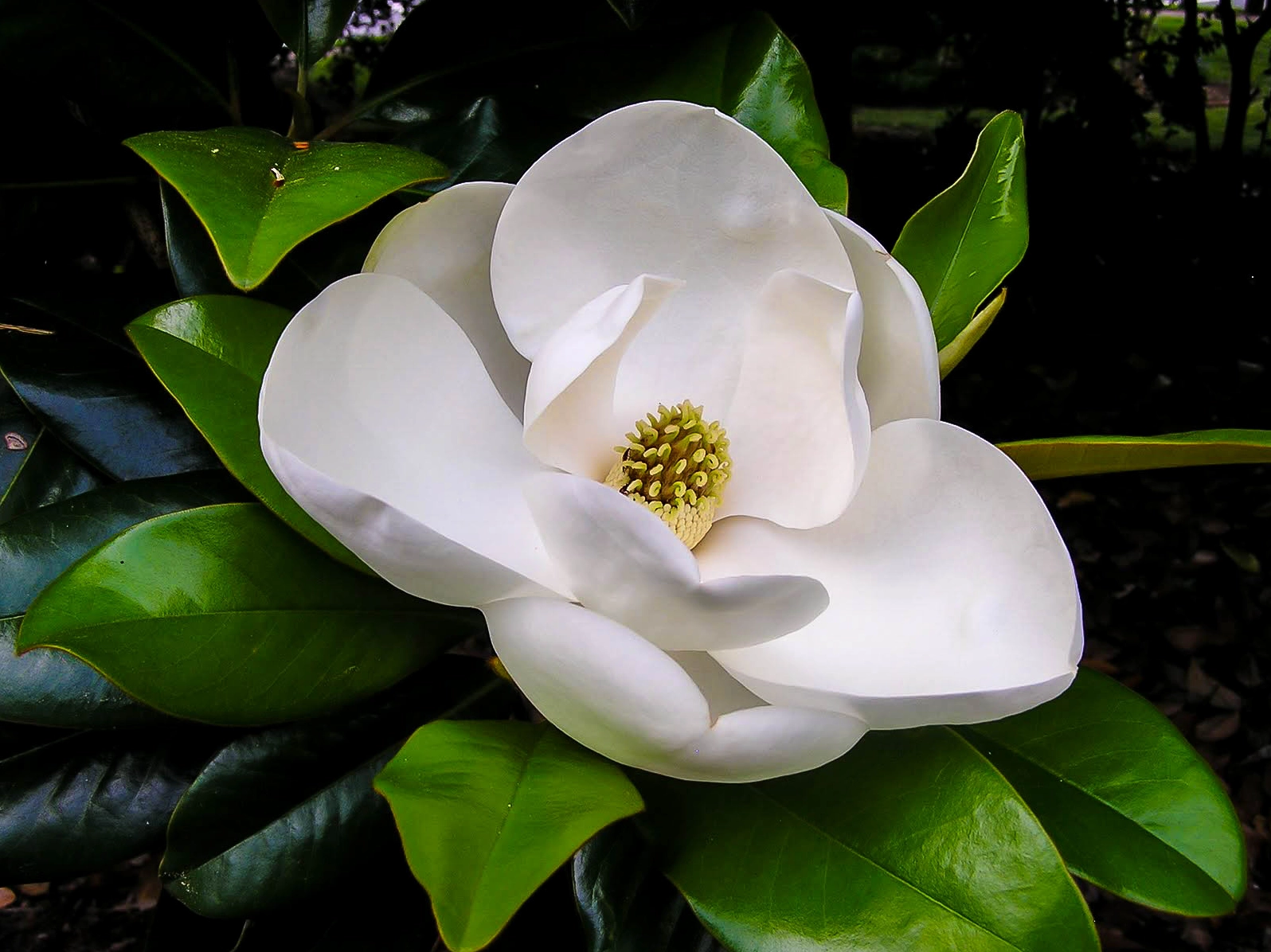 Ảnh hoa Mộc Lan nở đẹp nhất