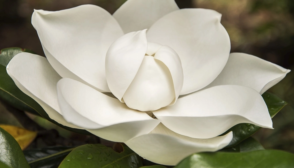 Ảnh Hoa Mộc Lan rực rỡ và đẹp nhất