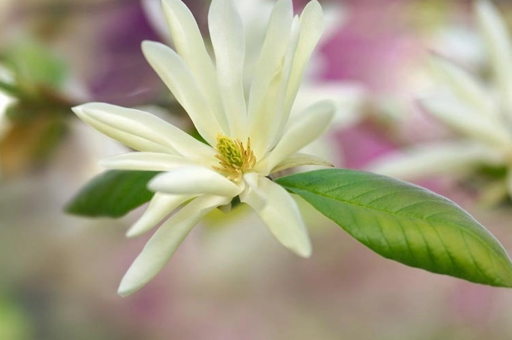 Ảnh hoa Mộc Lan Saucer đẹp