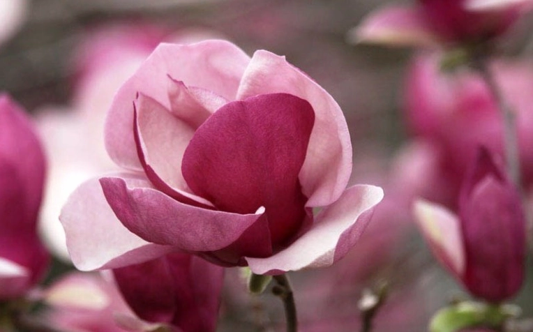 Ảnh Hoa Mộc lan tím đẹp và quyến rũ nhất