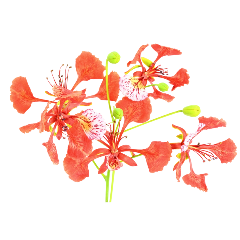 Ảnh hoa phượng vector đẹp cho mùa hè tươi mới