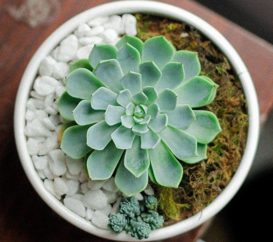 Ảnh hoa sen đá sống động