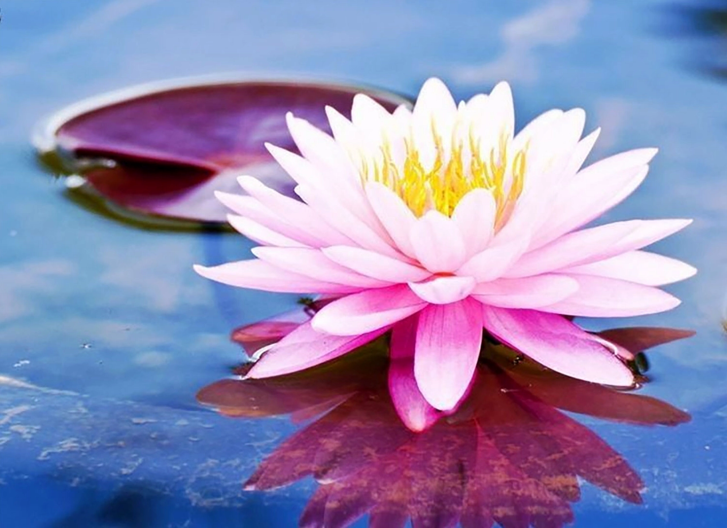 Ảnh hoa sen sắc nét cho máy tính