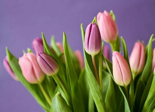 ảnh hoa tulip đẹp 1