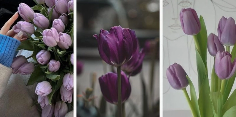 Ảnh hoa tulip tím cho điện thoại
