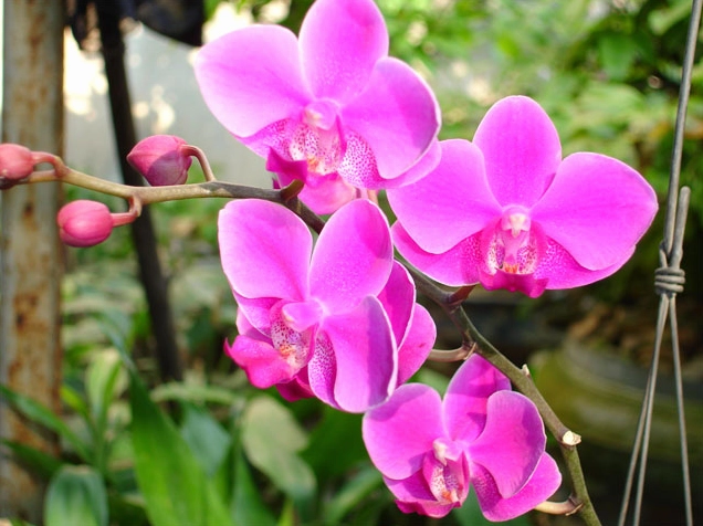 Ảnh lan hồ điệp tím tuyệt đẹp