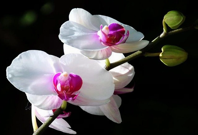 Ảnh lan hồ điệp trắng thuần khiết