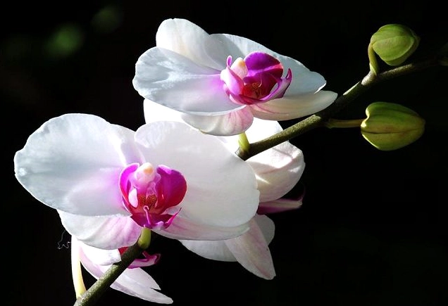 Ảnh lan hồ điệp trắng thuần khiết