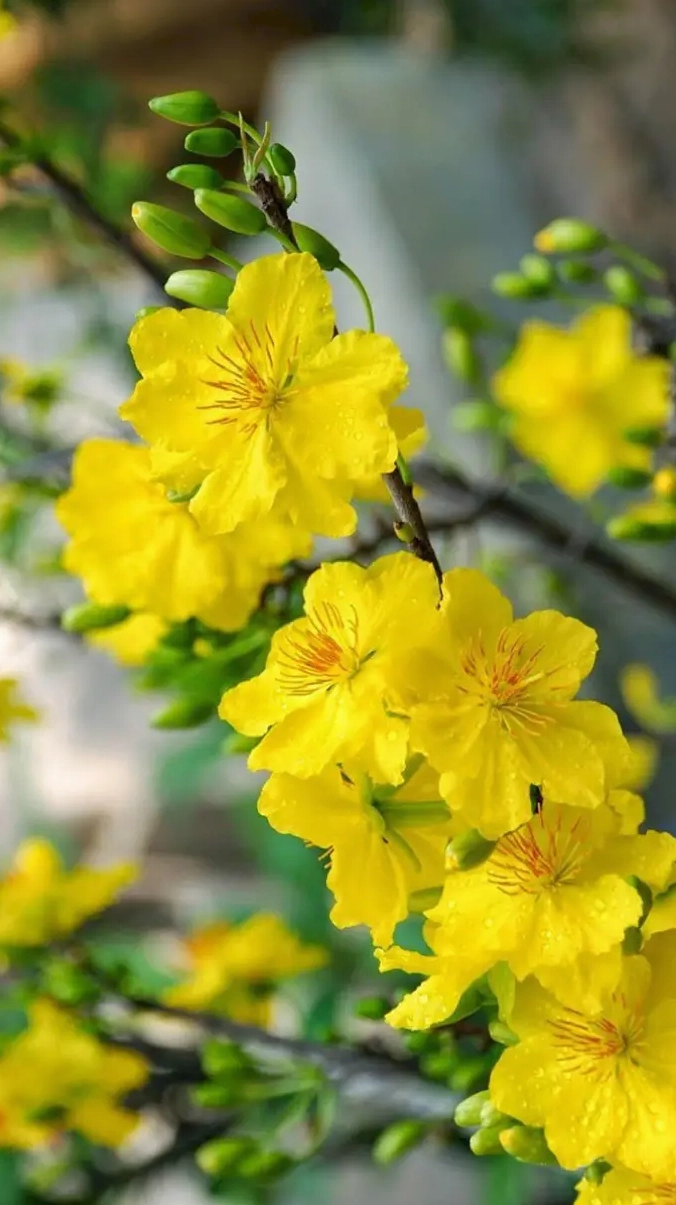 Ảnh nền điện thoại chủ đề hoa mai chào đón năm mới