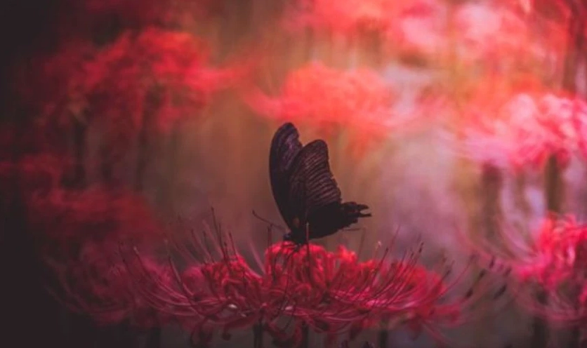 Ảnh nền hoa bỉ ngạn màu đỏ 4K cho máy tính