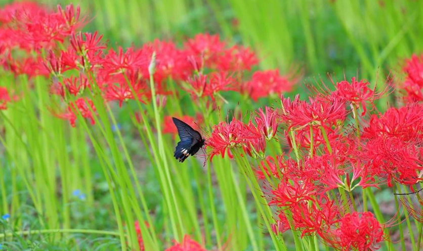 Ảnh nền hoa bỉ ngạn màu đỏ 4K cho máy tính