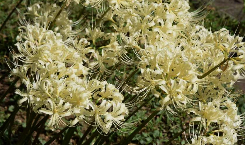 Ảnh nền hoa bỉ ngạn trắng nét 4K cho máy tính