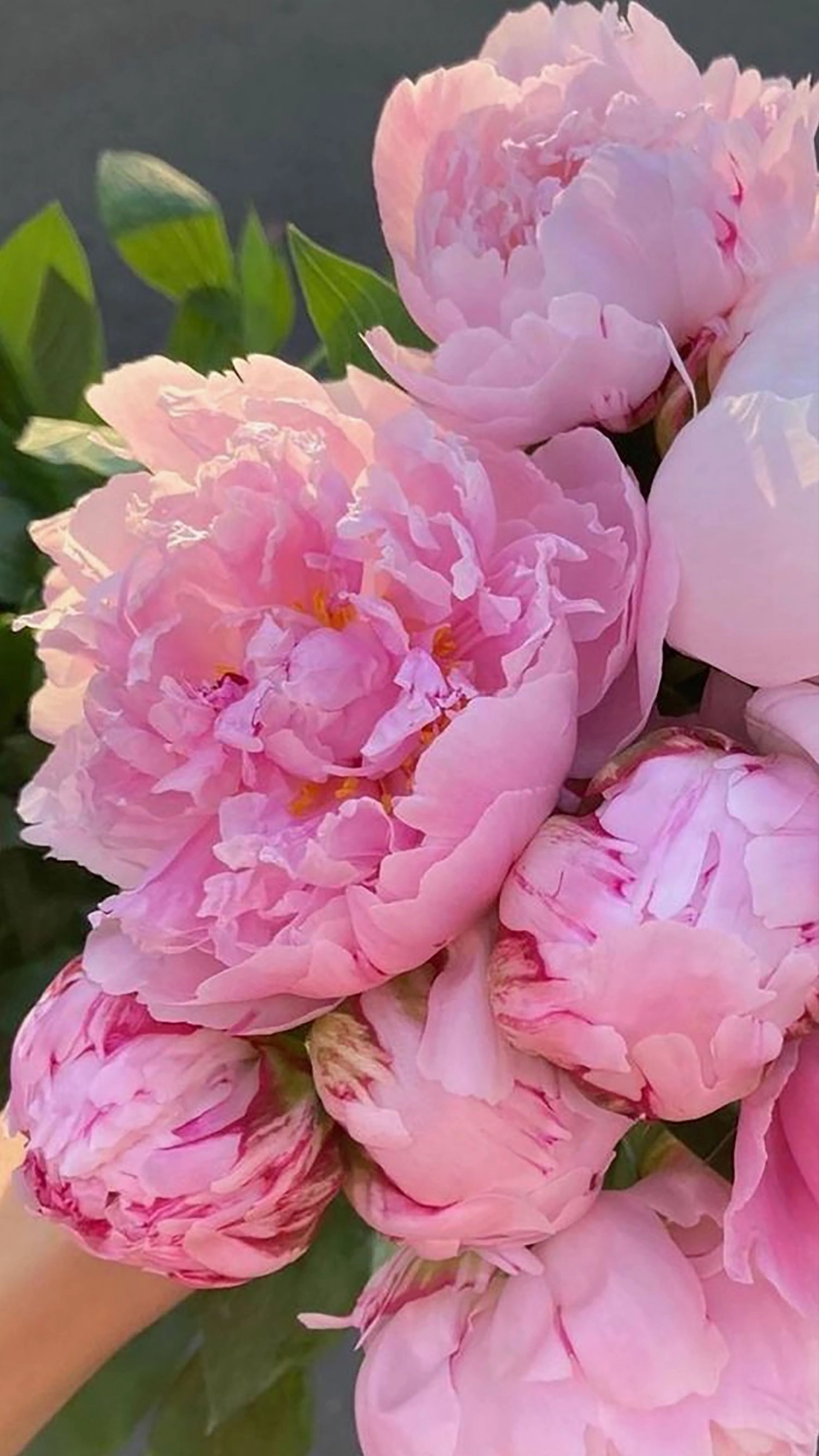 Ảnh nền hoa mẫu đơn đỏ lung linh