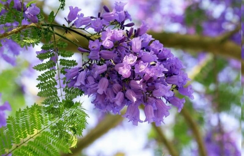 Ảnh nền hoa phượng đỏ chói chang