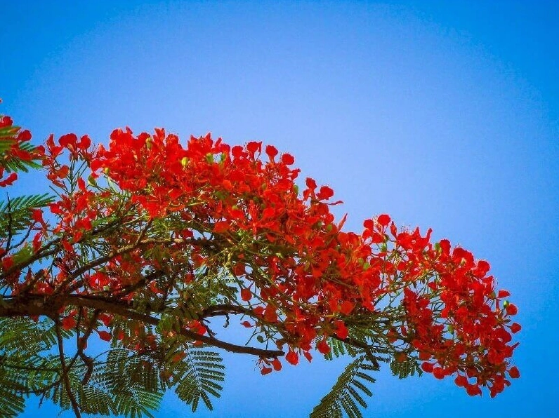 Ảnh nền hoa phượng đỏ rực chào hè