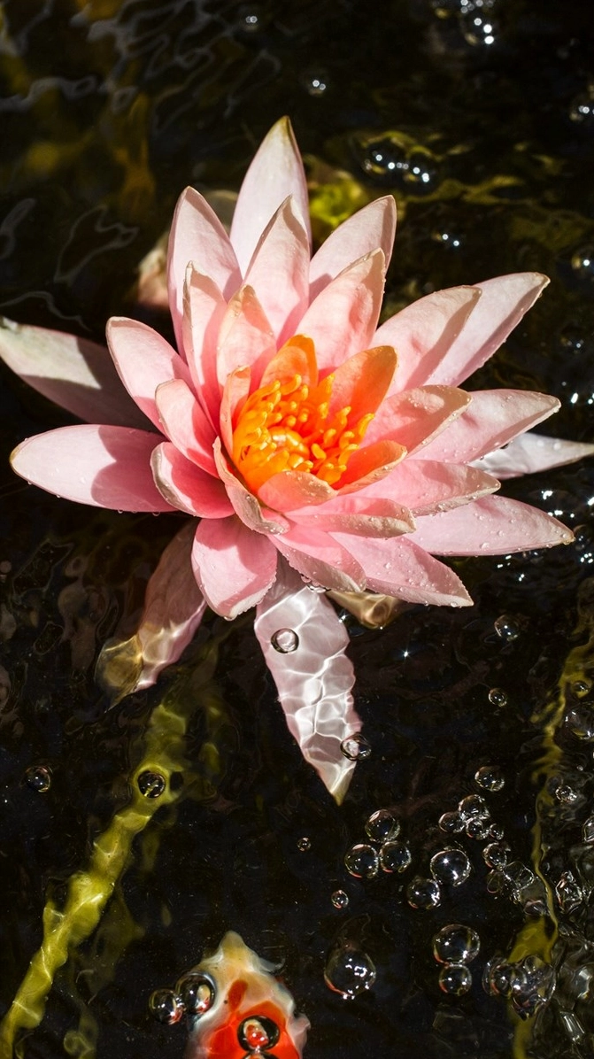 Ảnh nền hoa súng dọc thanh tao nhẹ nhàng