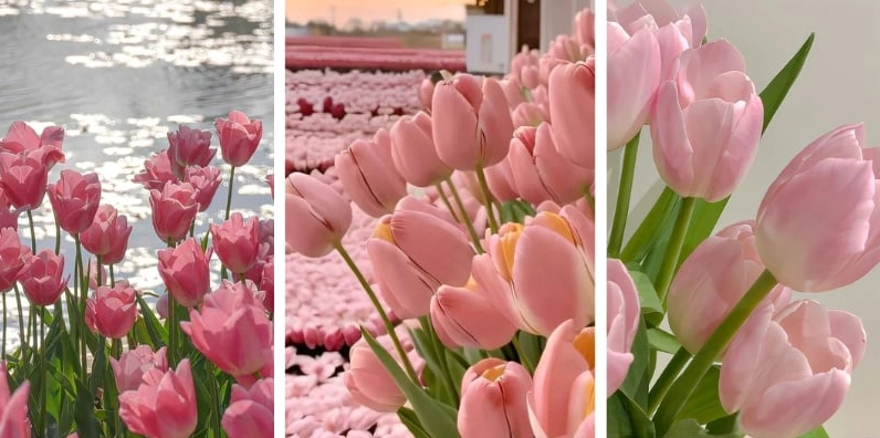 Ảnh nền hoa tulip hồng cho điện thoại