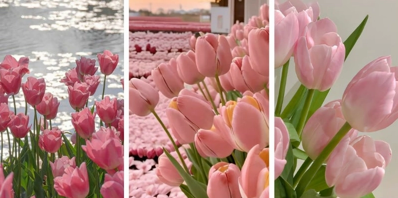 Ảnh nền hoa tulip hồng cho điện thoại rực rỡ