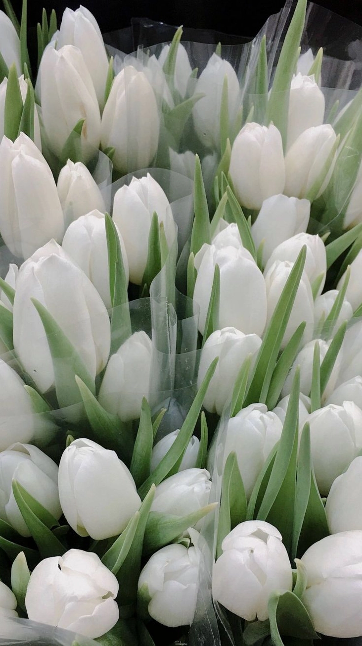 anh nen hoa tulip mau trang 3