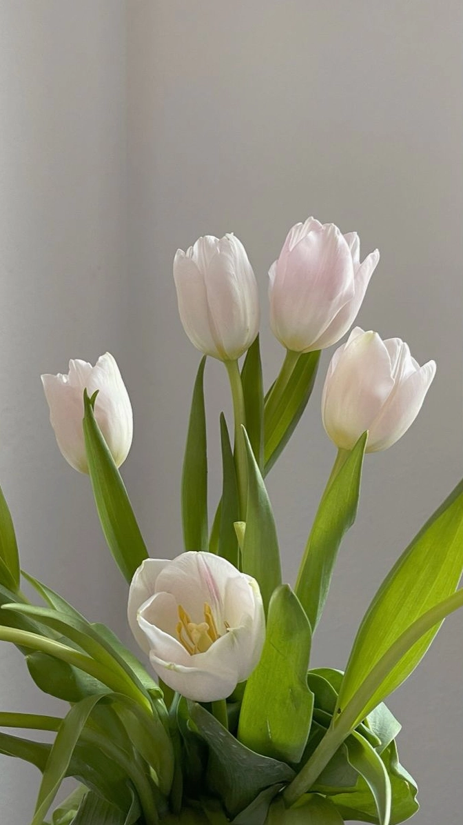 anh nen hoa tulip mau trang 4