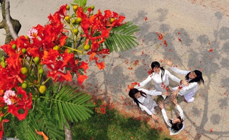 Ảnh nền nhành phượng vĩ vươn cao lên bầu trời