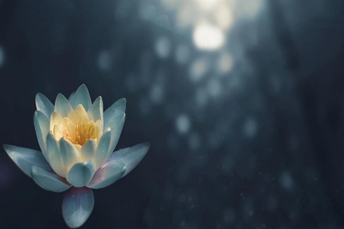 Ảnh nền PowerPoint hoa sen thuyết trình đẹp mắt