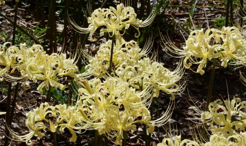 Ảnh nền rừng hoa bỉ ngạn trắng 4K cho máy tính