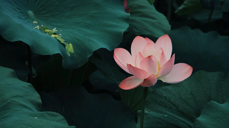 Ảnh nền thuyết trình PowerPoint đẹp lung linh