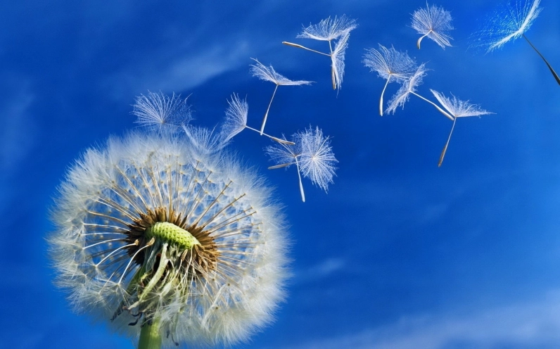 Background bồ công anh cánh đồng