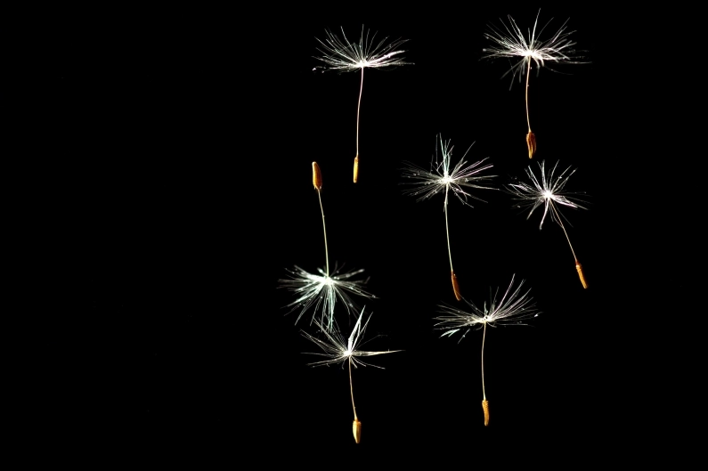 Background bồ công anh nghệ thuật