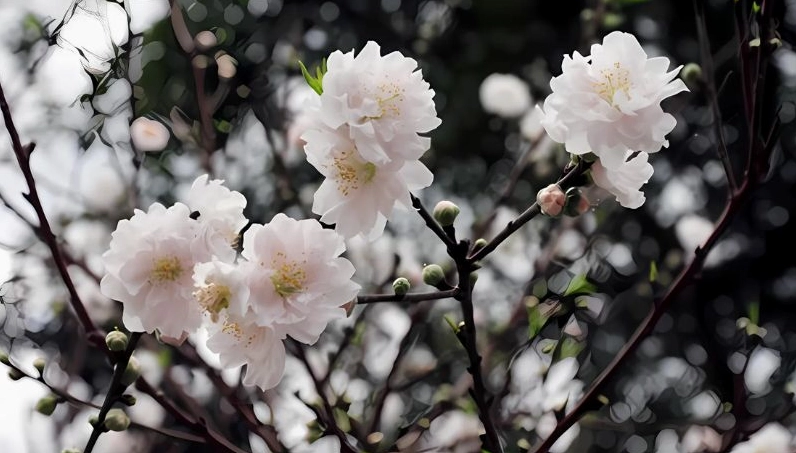 Background hoa anh đào rơi thanh tao