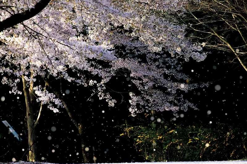 Background hoa đào rơi lãng mạn