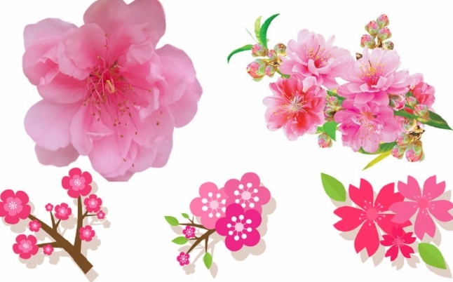 Background hoa đào vector với đường nét tinh tế