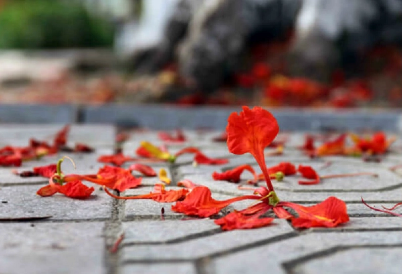 Background hoa phượng lãng mạn