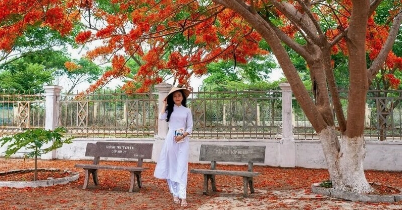 Background hoa phượng thơ mộng