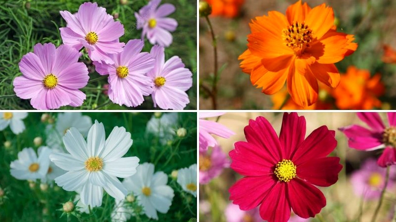 Background hoa sao nhái nổi bật với đủ loại màu sắc rực rỡ dưới nắng