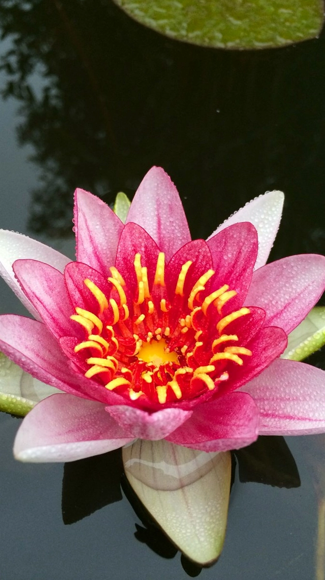 Background hoa súng điện thoại đầy nghệ thuật