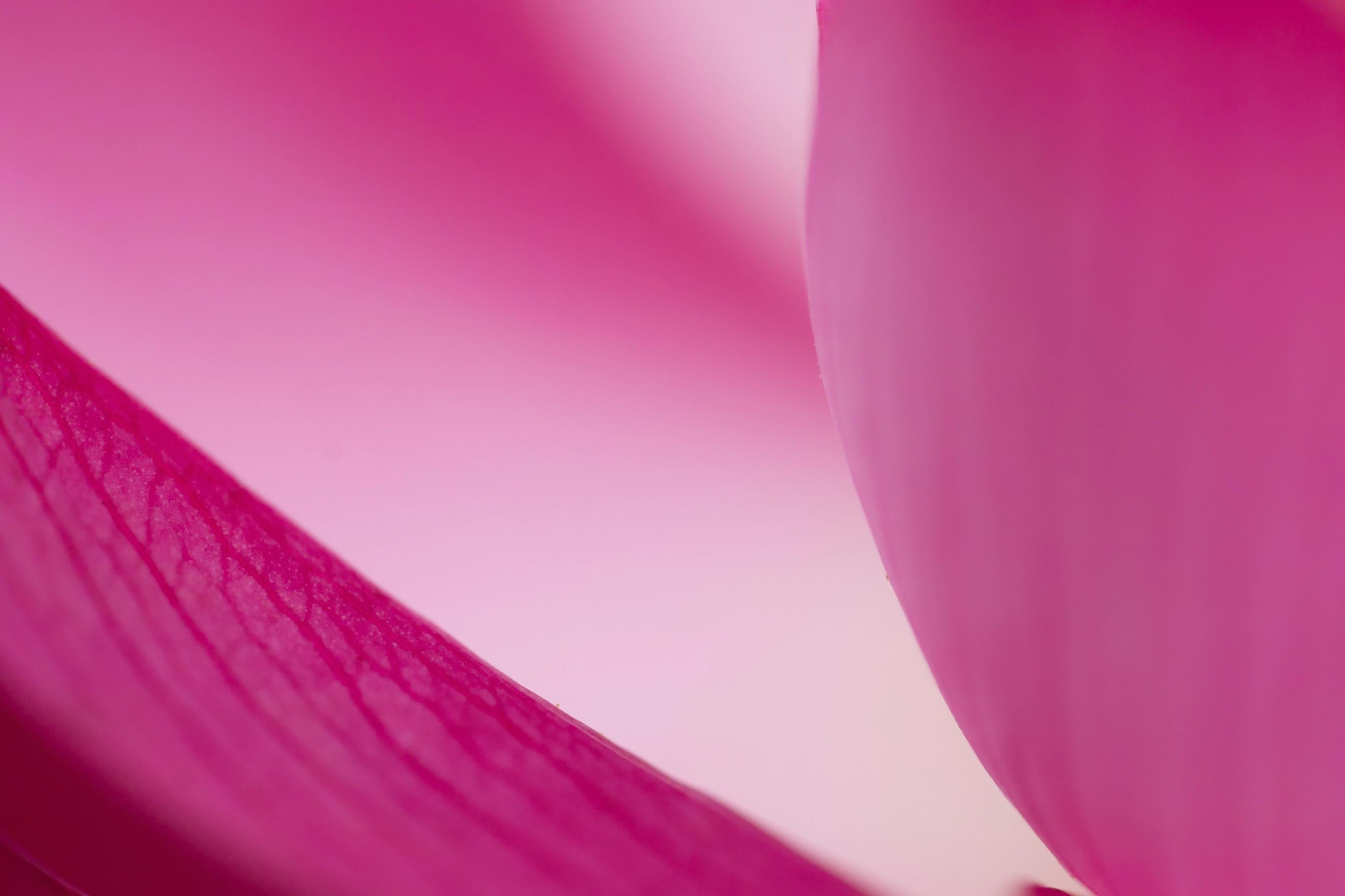 Background hồng cánh sen đẹp rực rỡ với gam màu tươi sáng