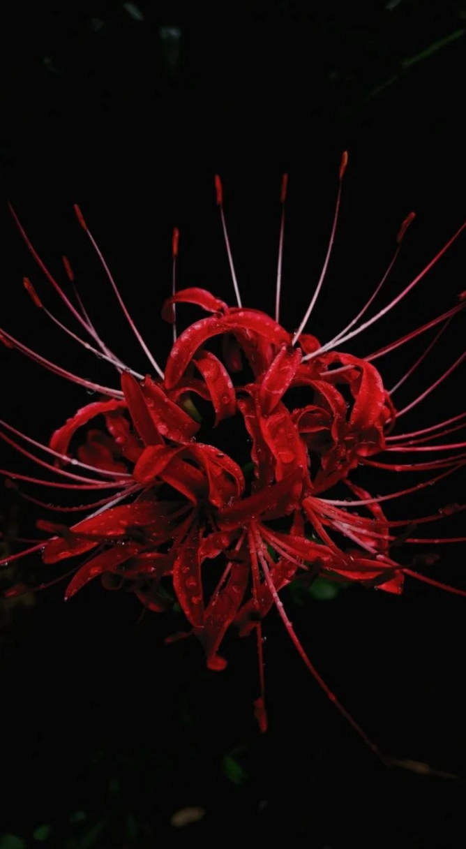 Bỉ ngạn nghệ thuật đầy lôi cuốn