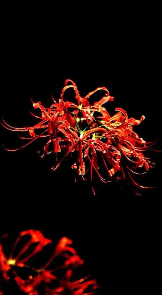 Bỉ ngạn nghệ thuật đẹp kiêu sa