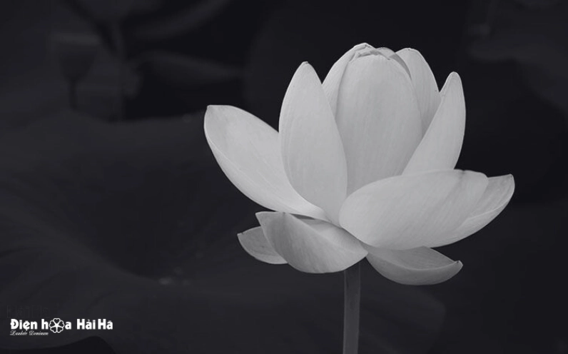 Biểu tượng chia buồn đám tang hoa sen