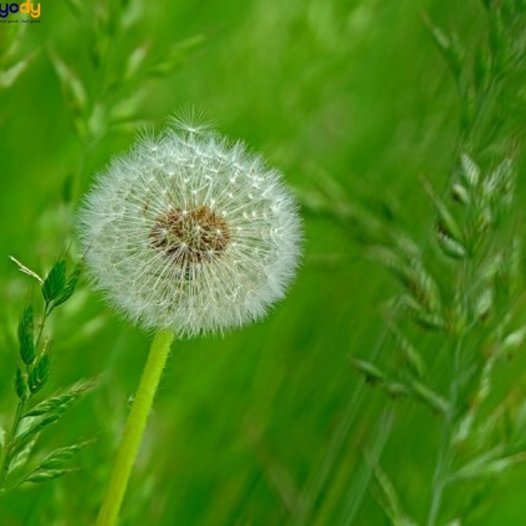 Bồ công anh vươn mình trong nắng biểu tượng kiên cường ý tưởng tuyệt vời cho wallpaper truyền cảm hứng