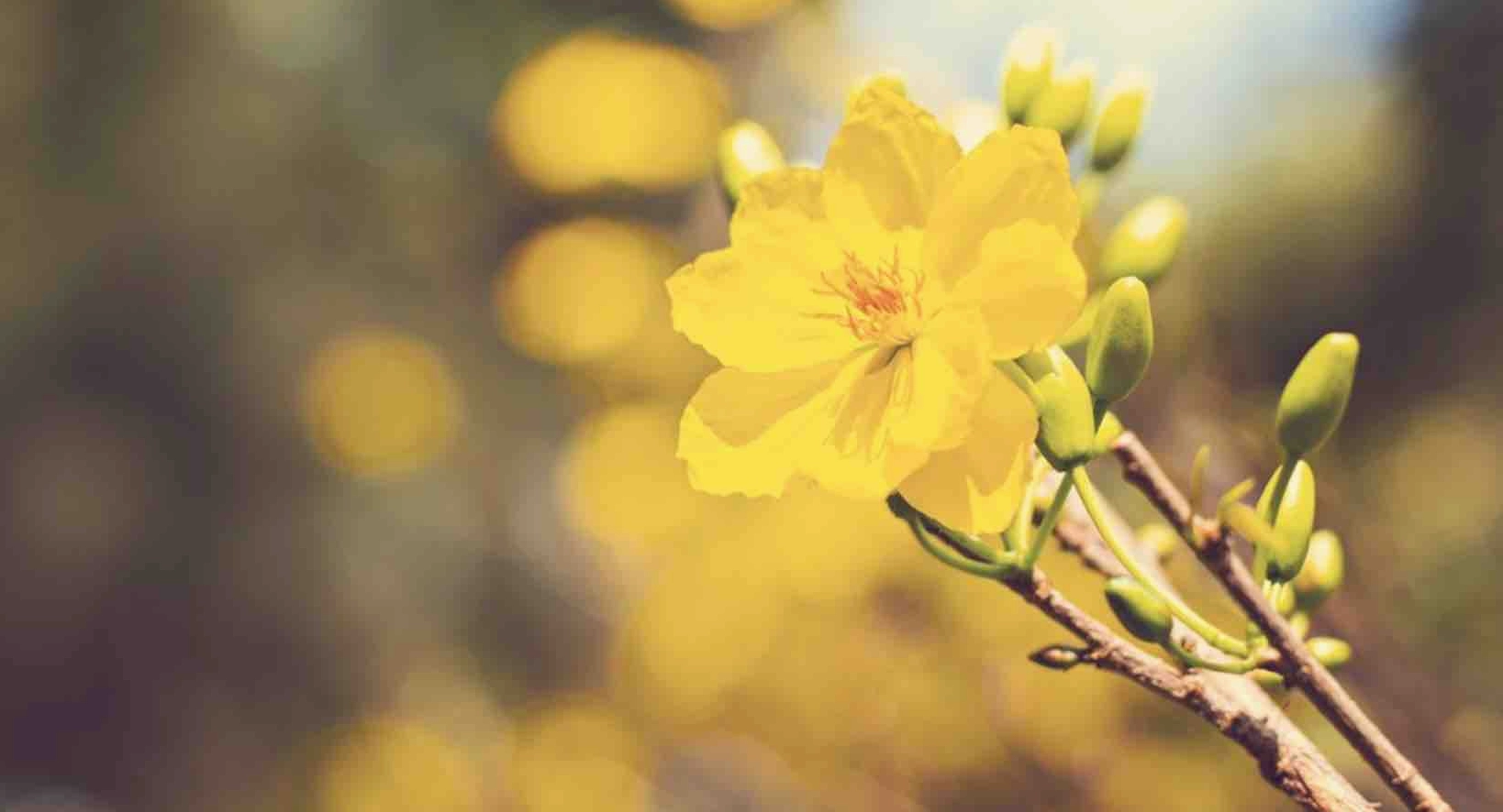 Bộ hình nền hoa cỏ mùa xuân tuyệt đẹp