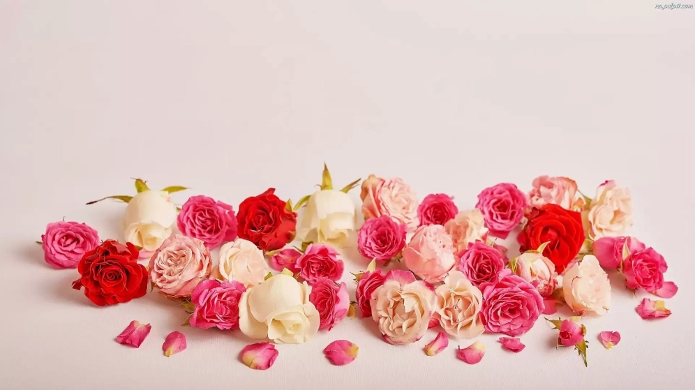 Bộ sưu tập ảnh nền hoa hồng tinh tế, phù hợp với mọi phong cách