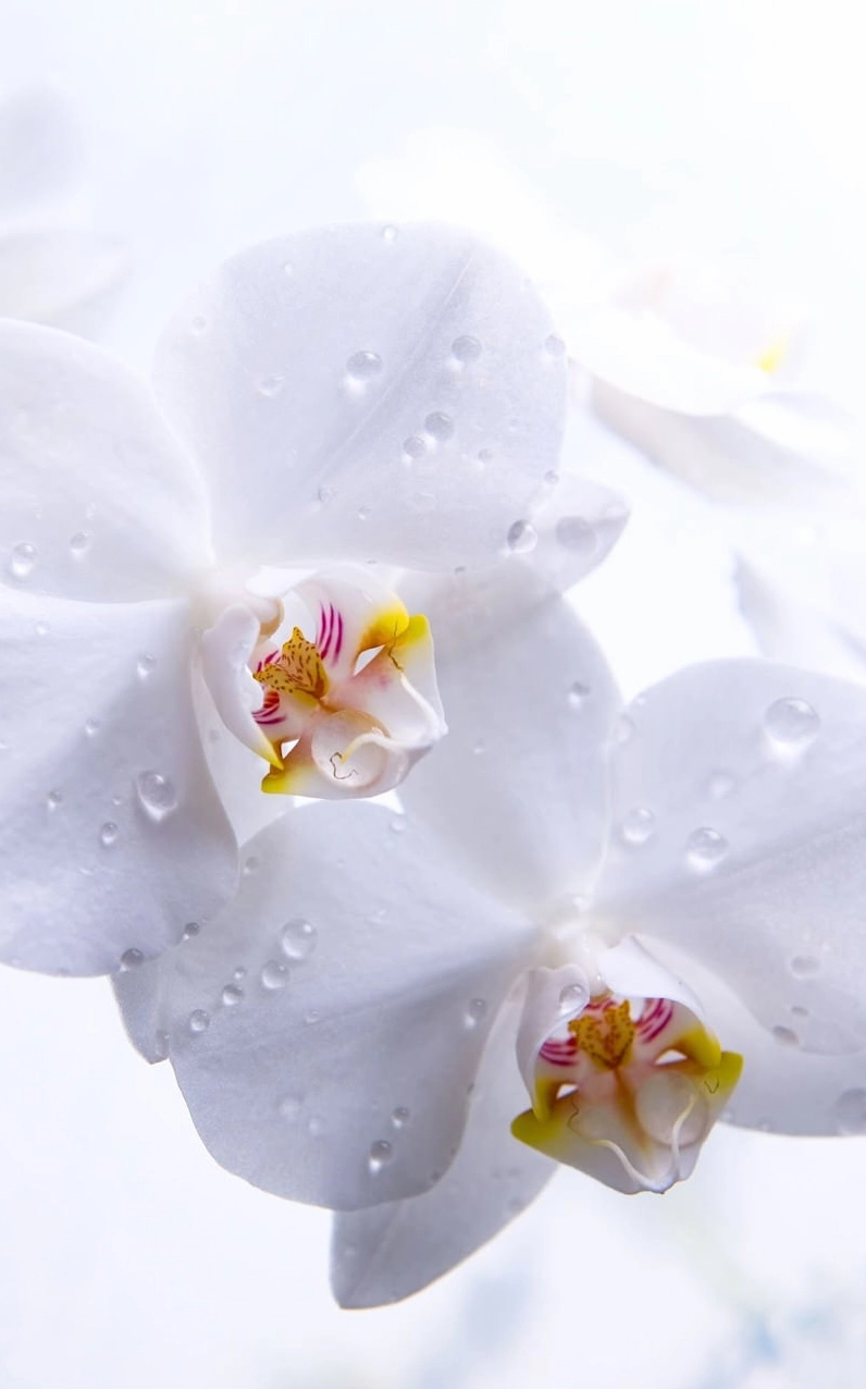 Bộ sưu tập hình ảnh độc đáo hoa lan