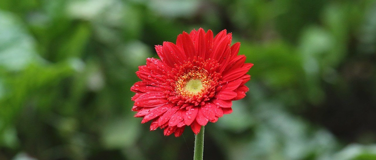 Bộ sưu tập hình ảnh hoa đồng tiền kép đẹp