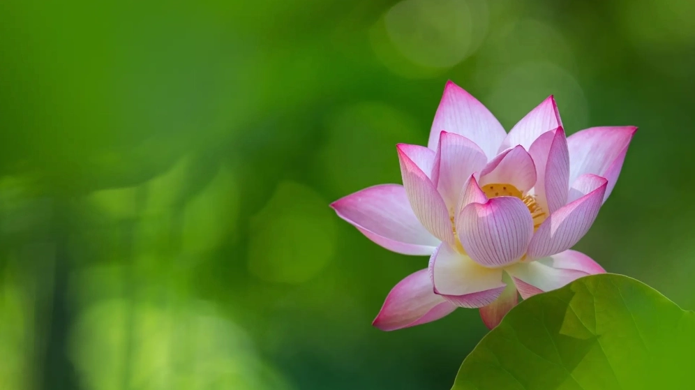 Bộ sưu tập hình nền hoa sen cho máy tính đẹp nhất