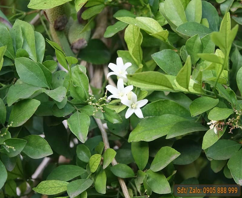 bộ sưu tập những chậu mai vàng đẹp nhất