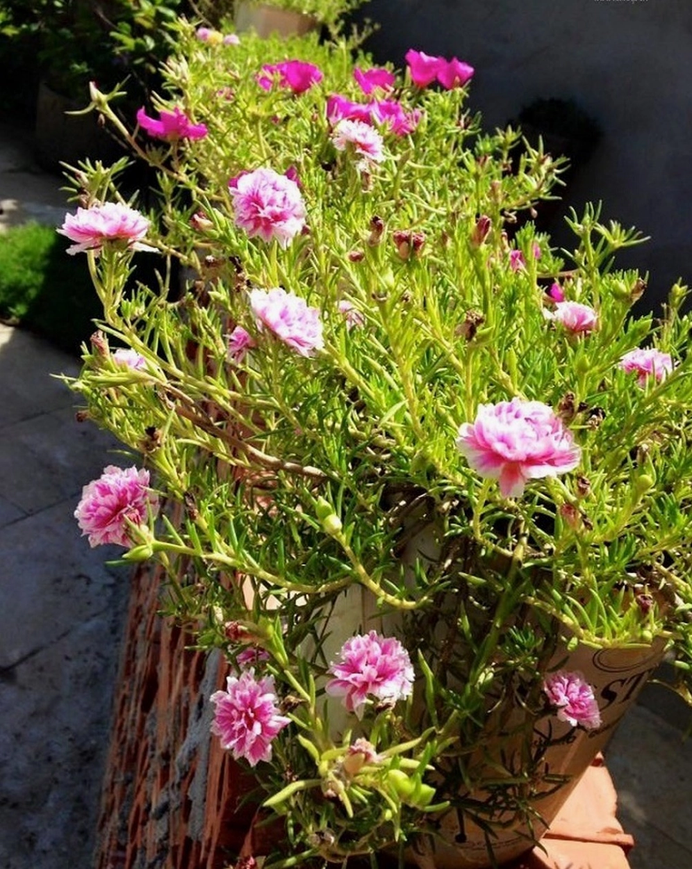 Bờ tường trồng hoa mười giờ đẹp