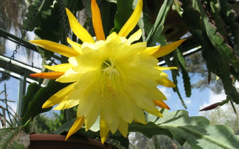 Bông hoa quỳnh vàng khoe sắc dưới nắng